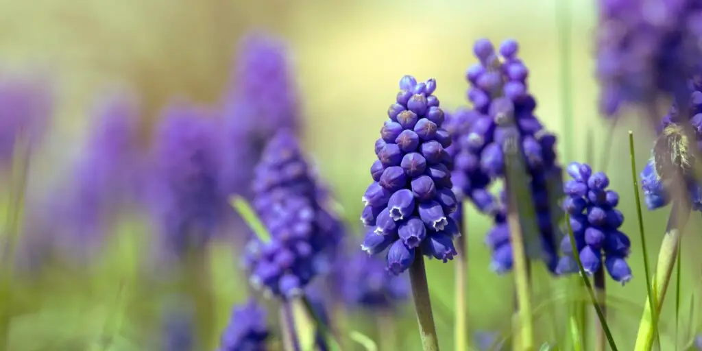 Čo nasadiť pod ihličnany? Ihličnaté stromy a kyslá pôda 5 modrica-muscari-rastlinkovo