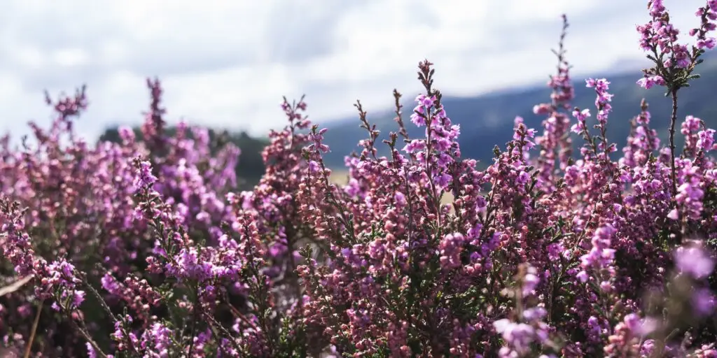 vres-pestovanie-rastlinkovo