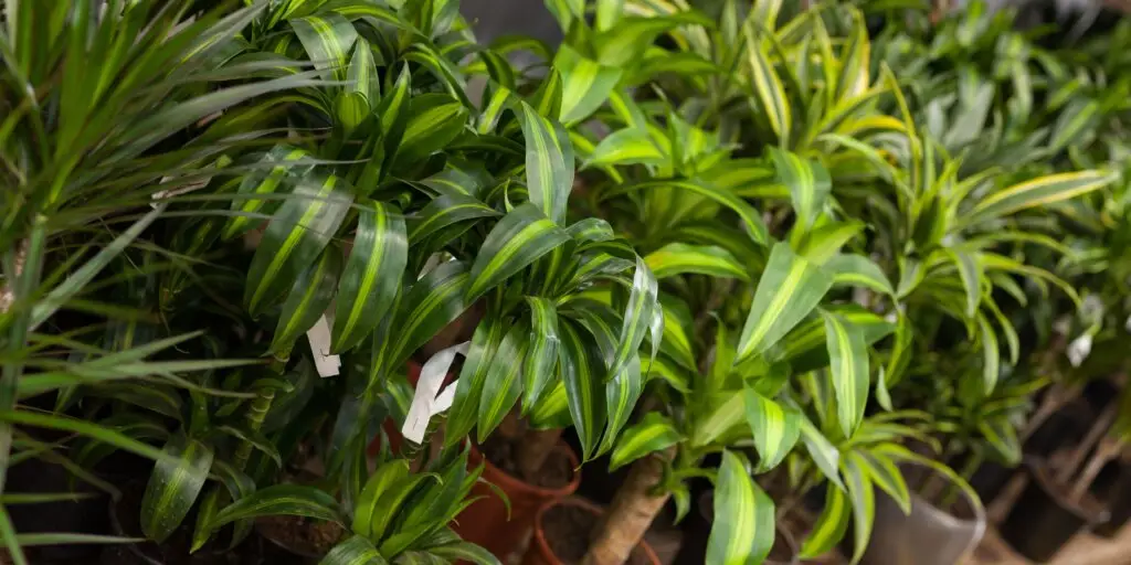 yucca-yuka-pestovanie-starostlivost-rastlinkovo