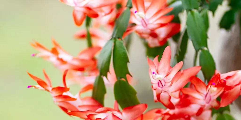 schlumbergera-vianocny-kaktus-pestovanie-rastlinkovo