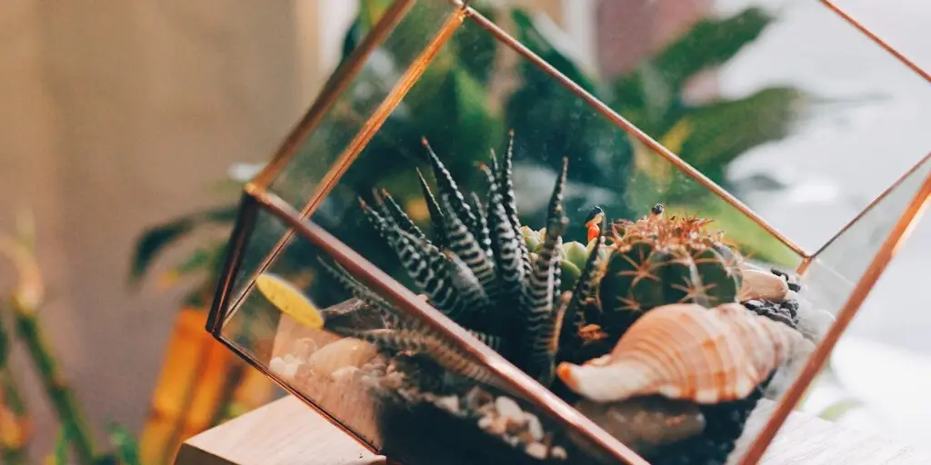 terarium-vyroba-rastlinkovo