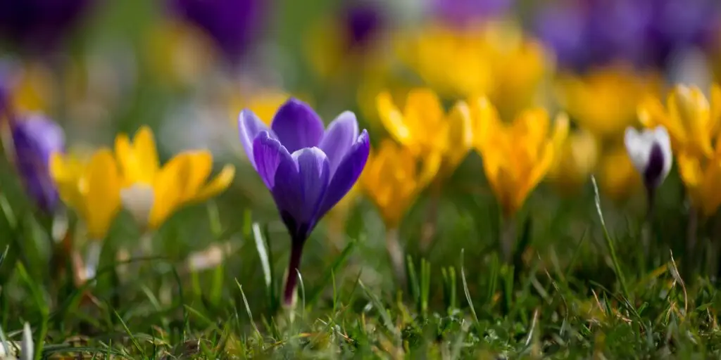 Cibuľoviny: 11 kvetov, ktoré je dobré sadiť na jeseň 1 crocus-krokus-rastlinkovo