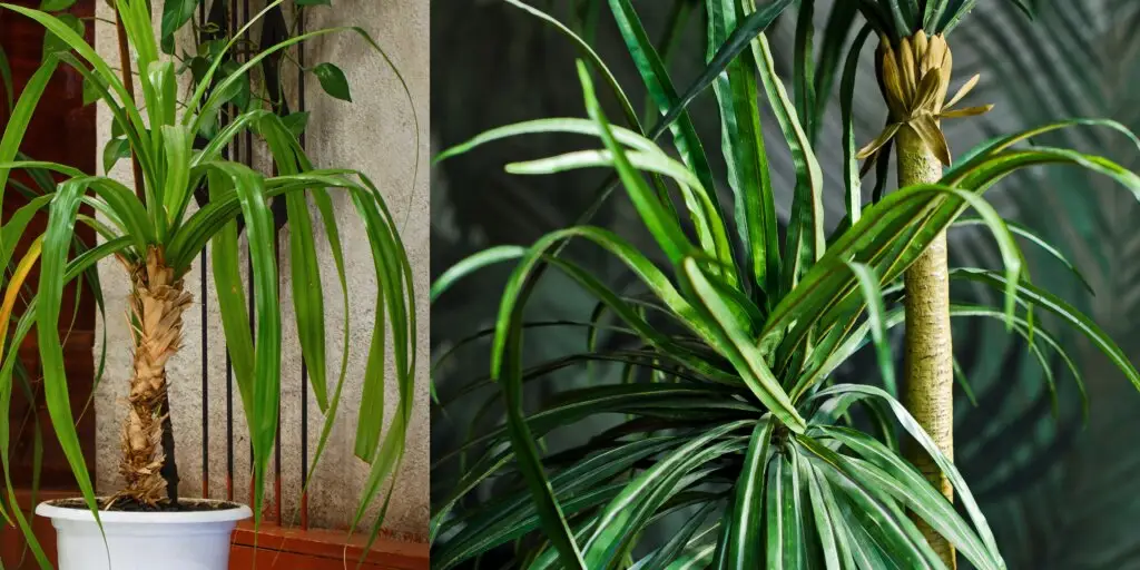 yucca-yuka-pestovanie-starostlivost-rastlinkovo