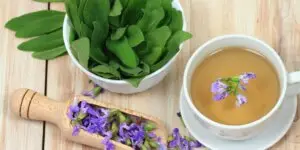salvia-lekarska-salvia-officinalis-rastlinkovo