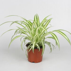 zelenec-chlorophytum-variegata-rastlinkovo