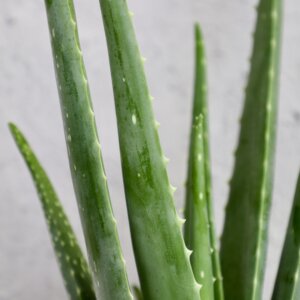 aloe-vera-rastlinkovo