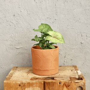 syngonium-speckle-rastlinkovo
