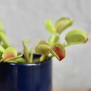 masozravka-dionaea-muscipula-rastlinkovo
