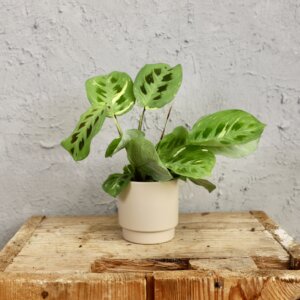 maranta-cintho-variegata-rastlinkovo