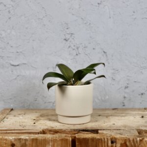 philodendron-rojo-congo-rastlinkovo