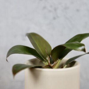philodendron-rojo-congo-rastlinkovo