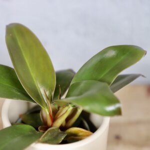 philodendron-rojo-congo-rastlinkovo