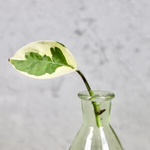 epipremnum-n-joy-odrezok-rastlinkovo