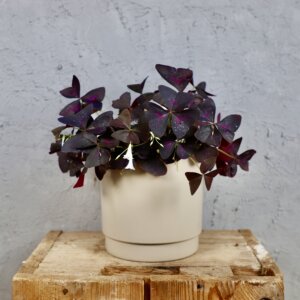 oxalis-tmavy-rastlinkovo