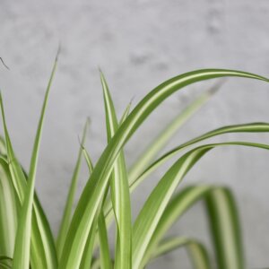 zelenec-chlorophytum-variegata-rastlinkovo