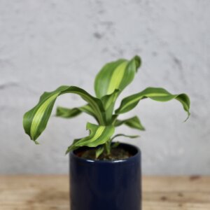 dracena-dracaena-fragrans-burley-rastlinkovo