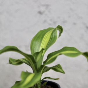 dracena-dracaena-fragrans-burley-rastlinkovo