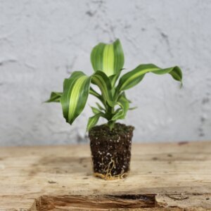 dracena-dracaena-fragrans-burley-rastlinkovo
