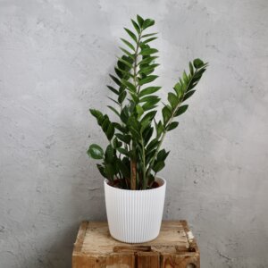 zamioculcas-zamiifolia-rastlinkovo