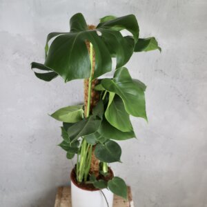 monstera-deliciosa-rastlinkovo