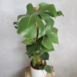 monstera-deliciosa-rastlinkovo