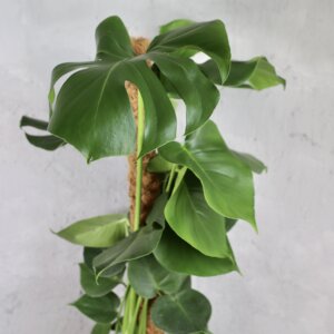 monstera-deliciosa-rastlinkovo