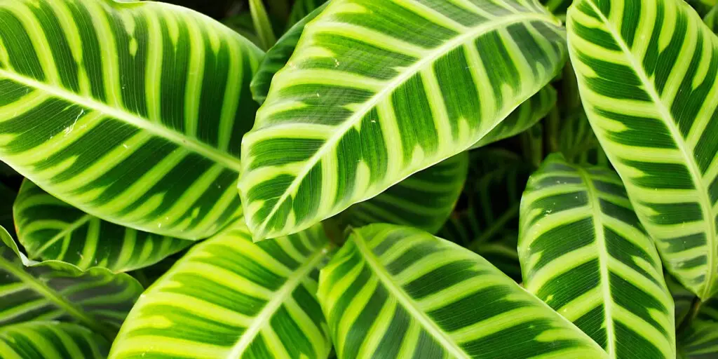 kalatea-calathea-zebrina-pestovanie-rastlinkovo