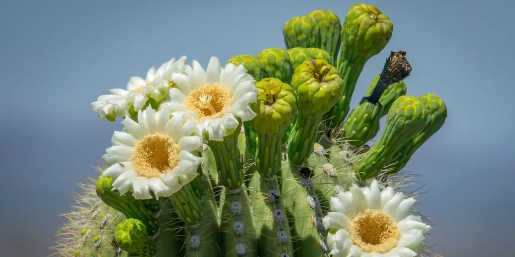saguaro-kaktus-rastlinkovo