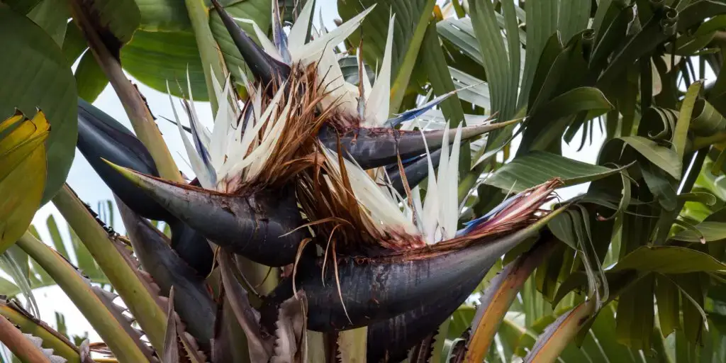 strelitzia-nicolai