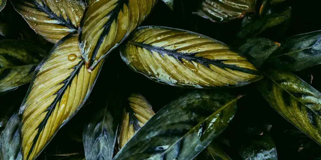 calathea-ornata-pestovanie-rastlinkovo
