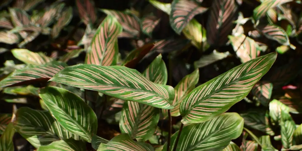 calathea-ornata-pestovanie-rastlinkovo
