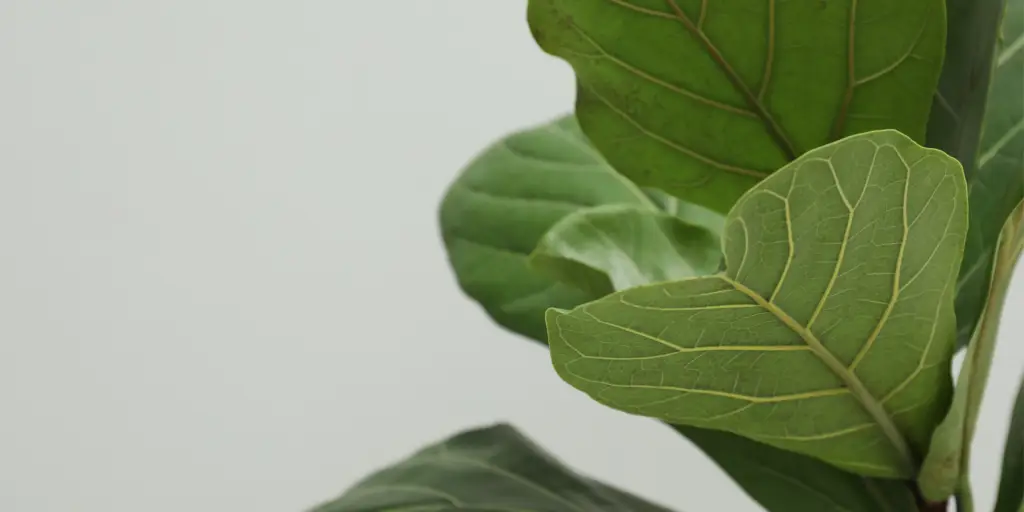 ficus-lyrata-rastlinkovo