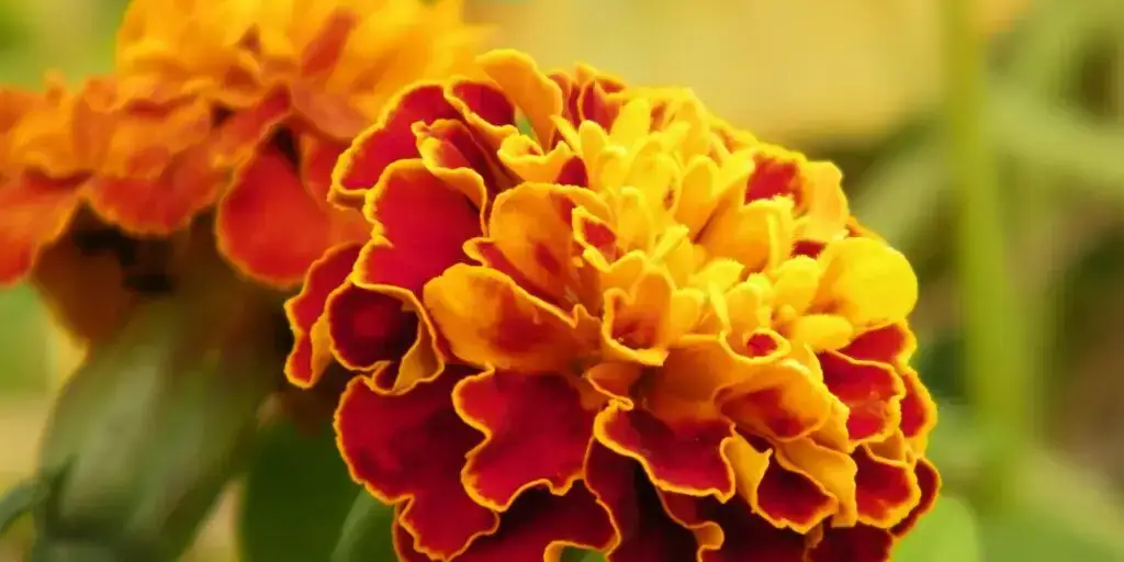 aksamietnica-rastlinkovo