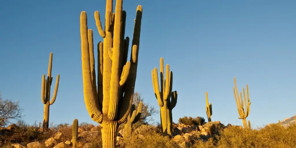 saguaro-kaktus-rastlinkovo