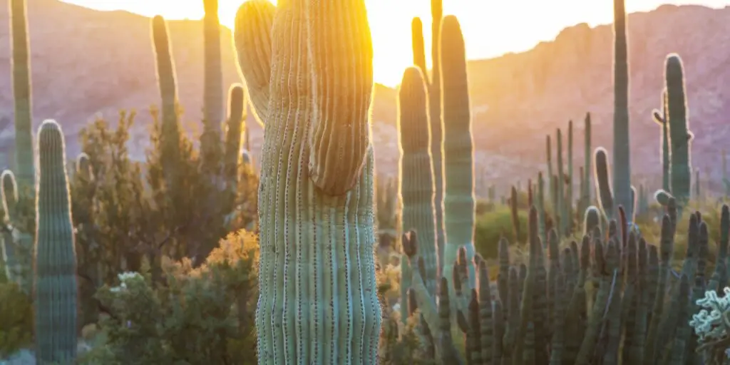 saguaro-kaktus-rastlinkovo