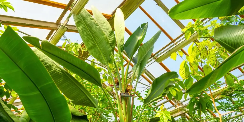 Semená rastlín: Vypestujte si svoju rastlinu od úplného začiatku + 8 inšpirácii na rastliny 1 strelitzia-nicolai-pestovanie-rastlinkovo
