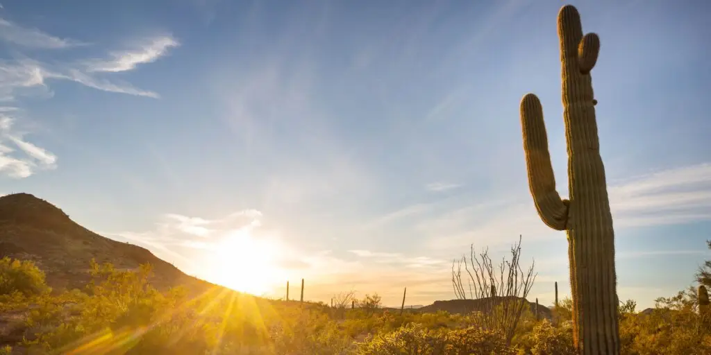 saguaro-kaktus-rastlinkovo