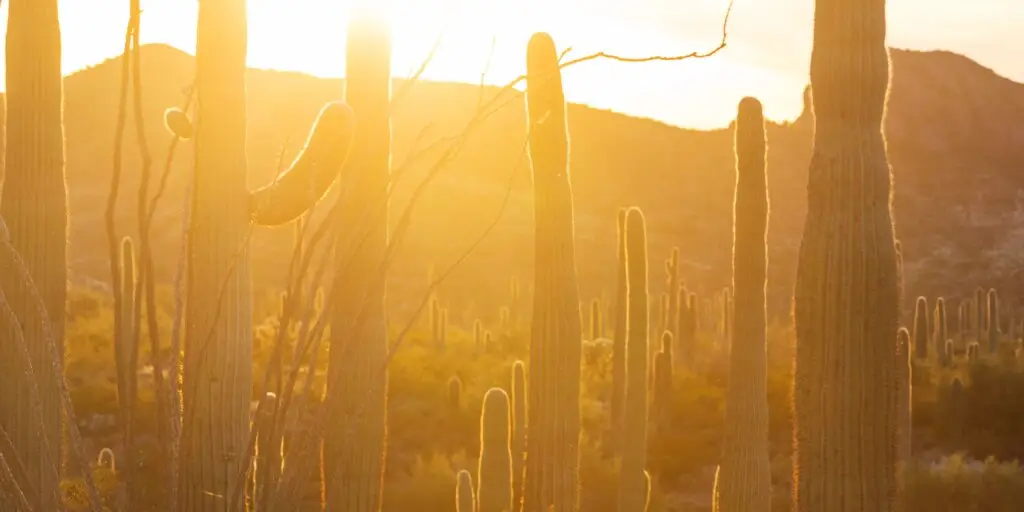 saguaro-kaktus-rastlinkovo
