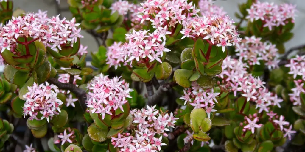 Crassula ovata: túto rastlinu musíte mať doma 7 crassula-ovata-pestovanie-rastlinkovo