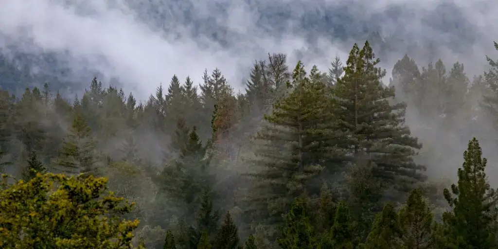 sekvoje-najvacsi-strom-na-svete-rastlinkovo