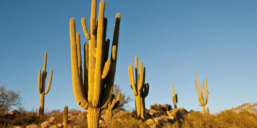 saguaro-kaktus-rastlinkovo