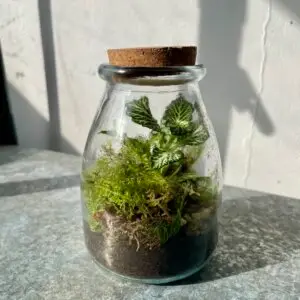 sklenene-terarium-9-cm-rastlinkovo