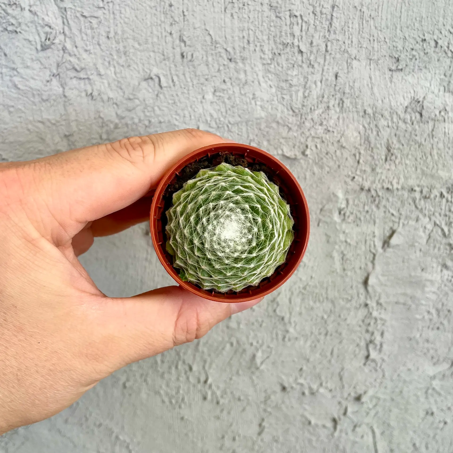 Sempervivum Arctic White baby 1 Sempervivum-Arctic-White-rastlinkovo