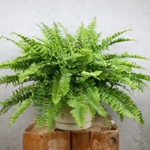 nephrolepis-exaltata-boston-rastlinkovo