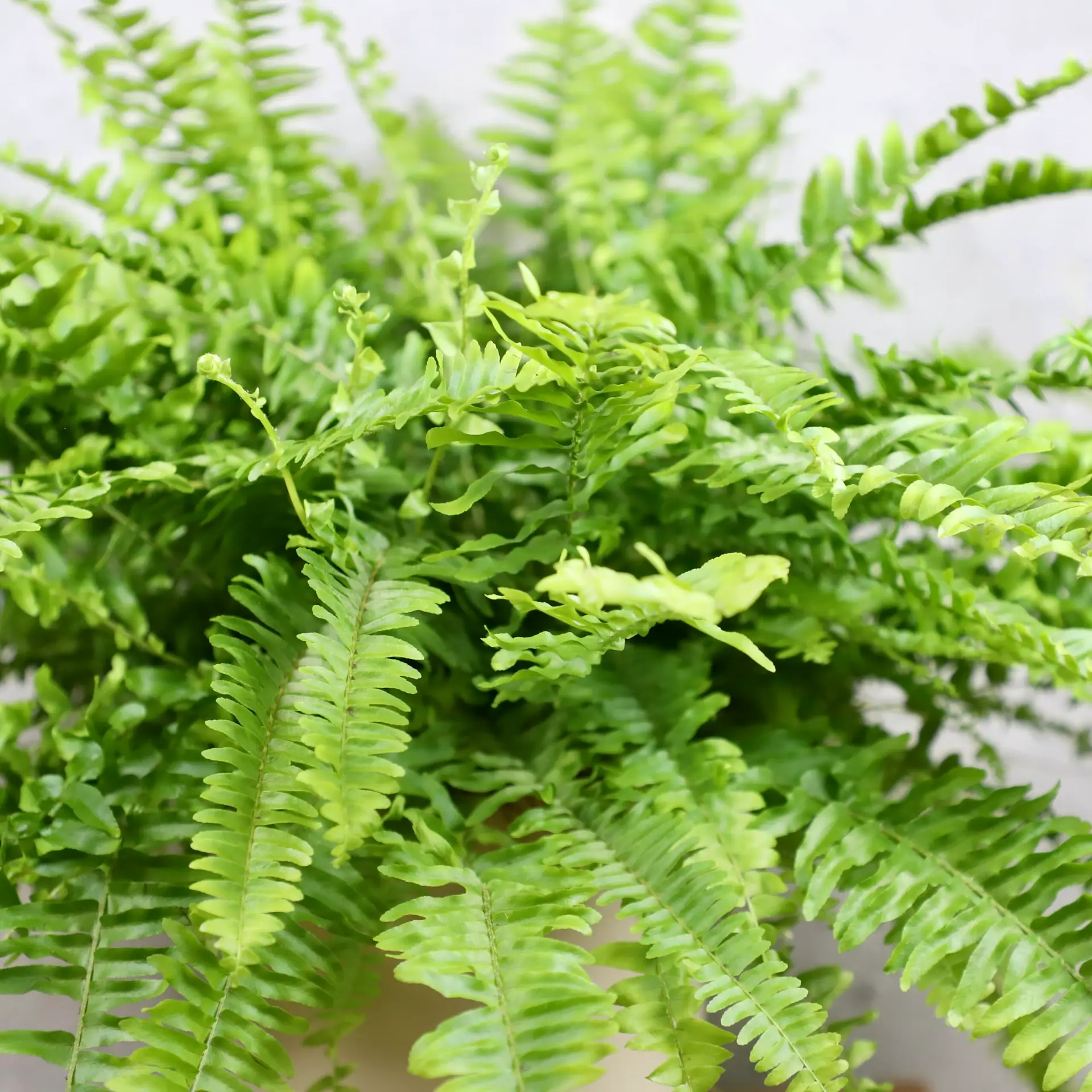 Nephrolepis Papraď exaltata Boston veľká 2 nephrolepis-exaltata-boston-rastlinkovo
