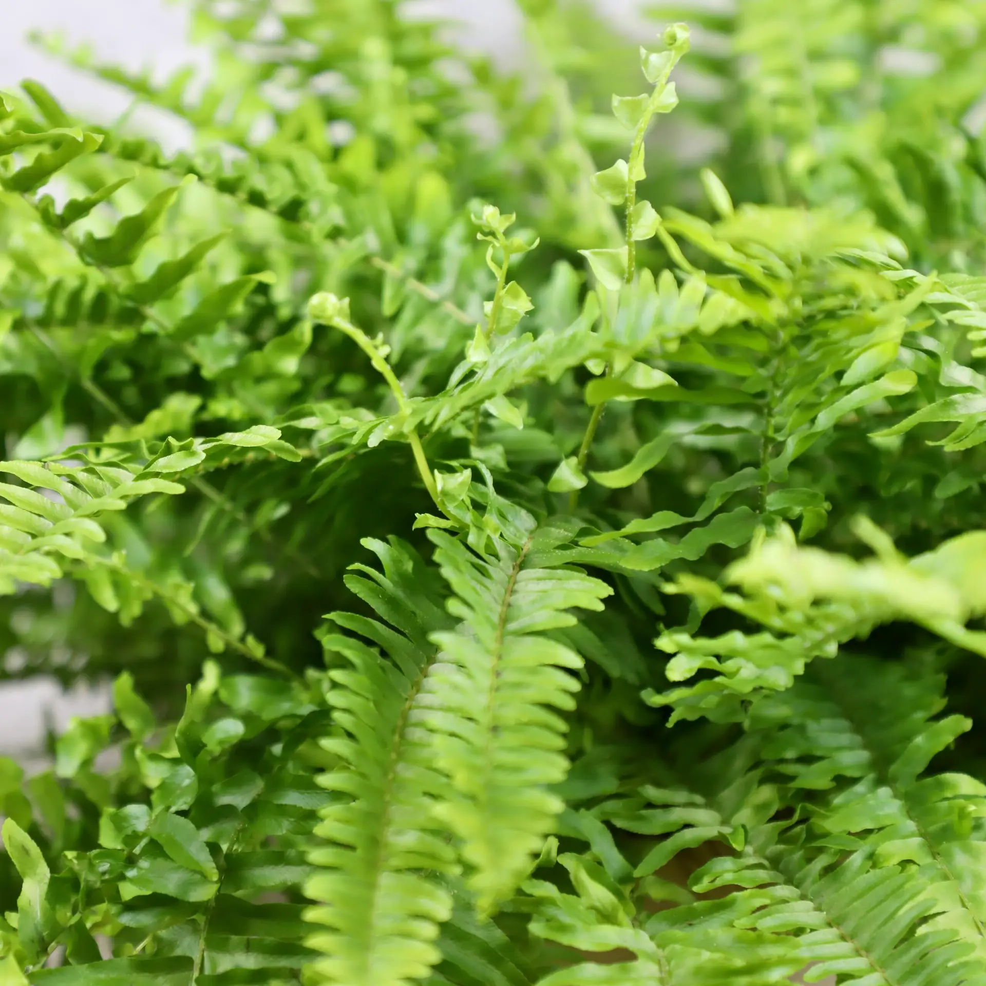 Nephrolepis Papraď exaltata Boston veľká 4 nephrolepis-exaltata-boston-rastlinkovo