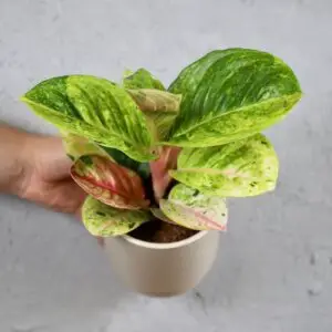 aglaonema-apple-fantasy-rastlinkovo