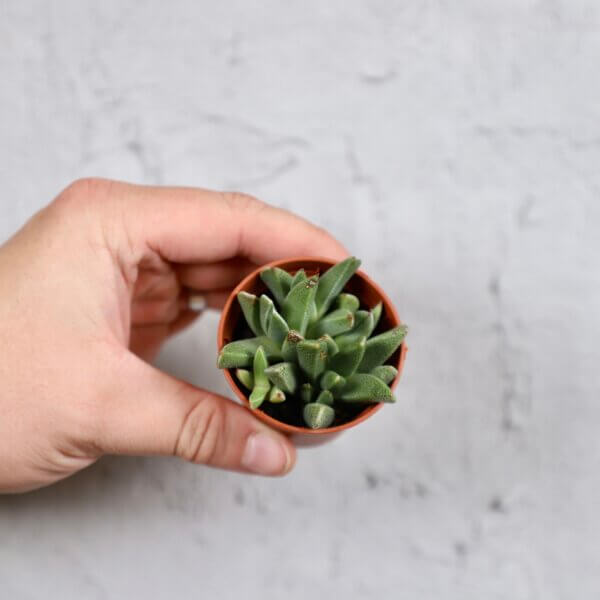 lithops-zive-kamene-rastlinkovo