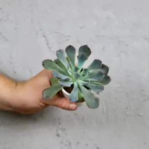 echeveria-pink-frillis-rastlinkovo