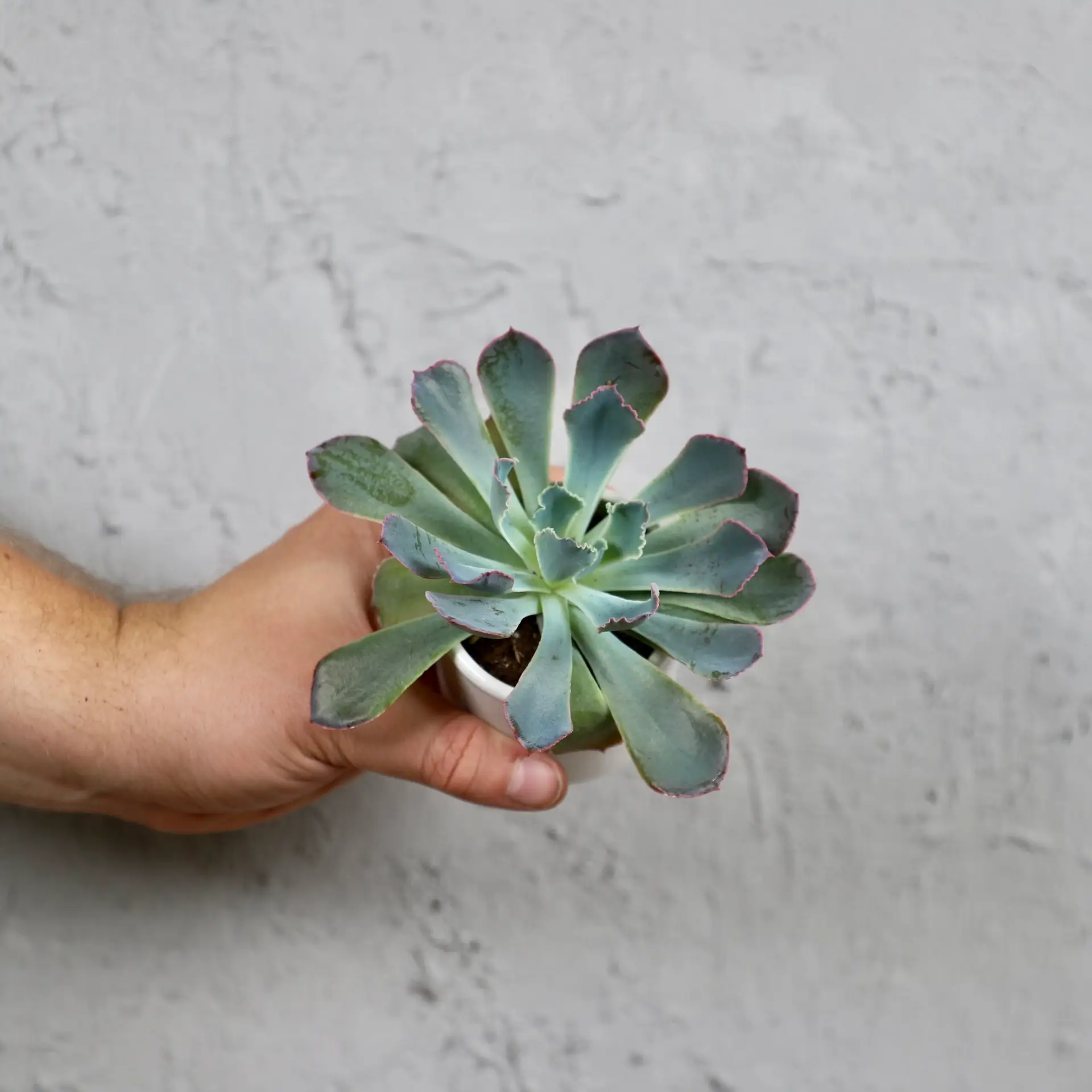 Echeveria pink frillis baby 2 echeveria-pink-frillis-rastlinkovo